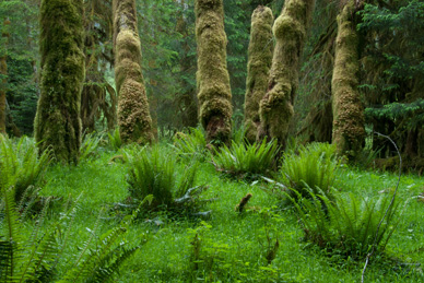 Trees and grass in rainforest